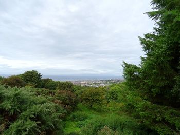 Plants growing on land against sky