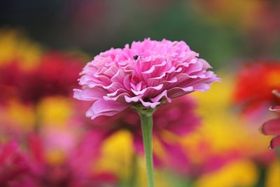 Close-up of pink flowering plant