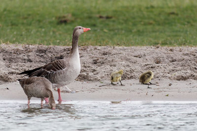 View of birds on beach