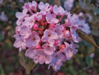 Close-up of flowers