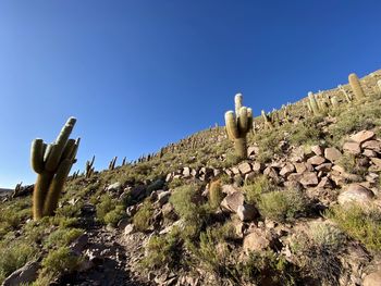 Cactus plants against clear blue sky