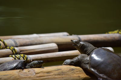 Close-up of food on wooden surface