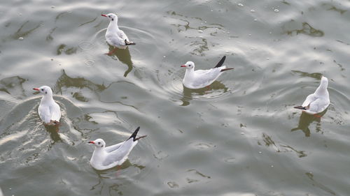 High angle view of birds swimming in lake