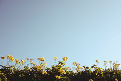 Low angle view of trees against clear blue sky