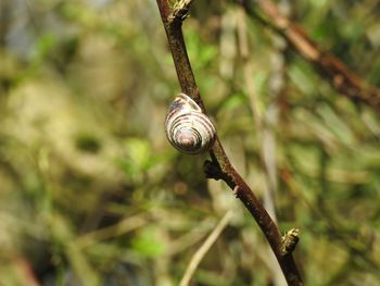 Close-up of snail on branch