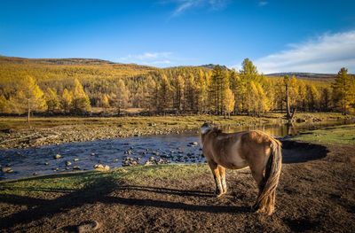 Horse standing on field by stream against trees during autumn