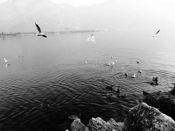 Seagulls flying over sea