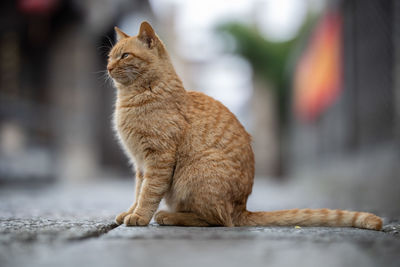 Close-up of a cat looking away