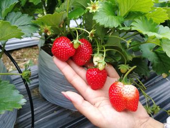 Strawberries in hand holding strawberry