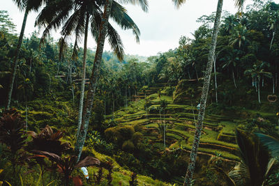 Panoramic view of palm trees on sunny day