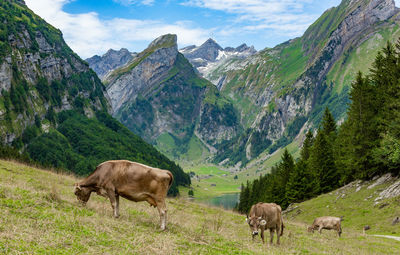 Cows grazing on grassy field against mountains