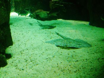 High angle view of turtle swimming in sea