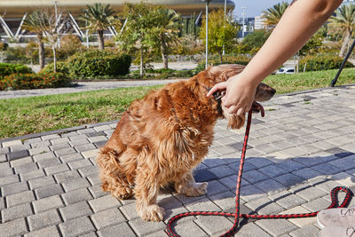 Midsection of woman with dog