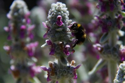 Close-up of bee on purple flower