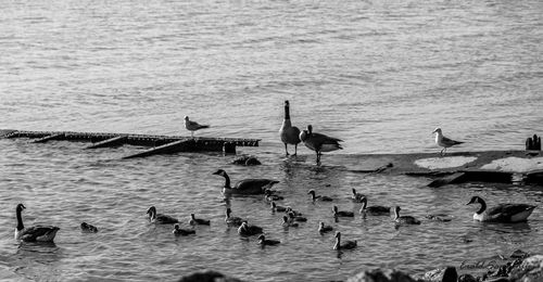 Birds swimming in lake
