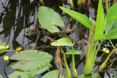 Close-up of green plant in water