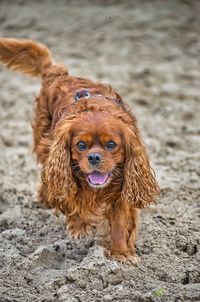 Portrait of a dog