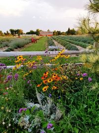 Flowers blooming on field against sky