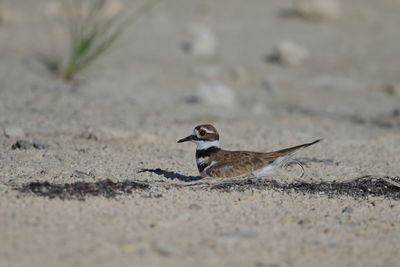 Close-up of bird perching on a sand