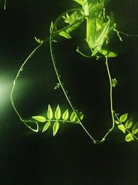 Close-up of plant against black background