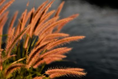 Close-up of plants against sky during sunset