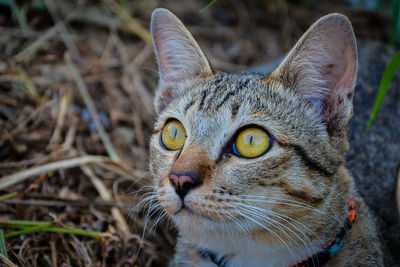 Close-up of a cat looking away