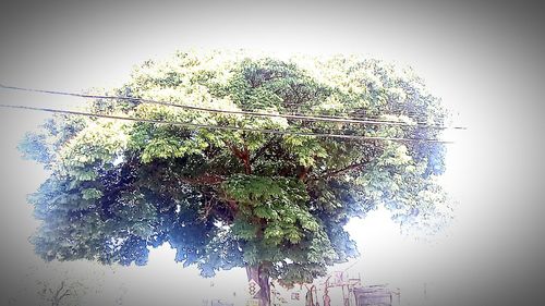 Close-up of tree against sky