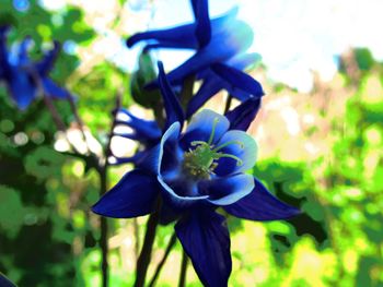 Close-up of purple flowers blooming outdoors