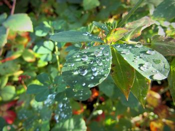 Close-up of raindrops on leaves