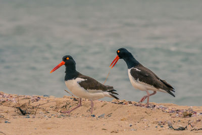 Birds perching at beach