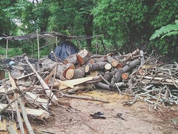 Stack of logs in forest