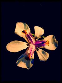 Close-up of flower over black background