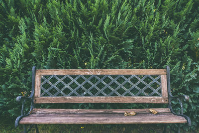 Empty bench against plants