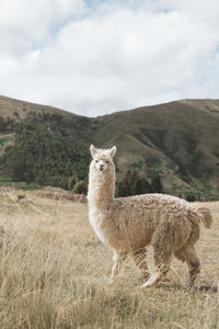 White fluffy alpaca standing in a field looking straight at the camera