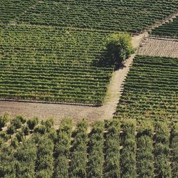 High angle view of agricultural field