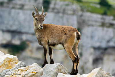 Deer standing on rock