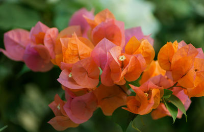Close-up of orange flowers blooming outdoors