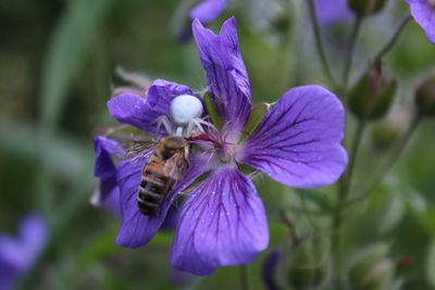 Close-up of bee pollinating on purple flower