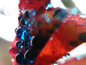 Close-up of christmas decoration