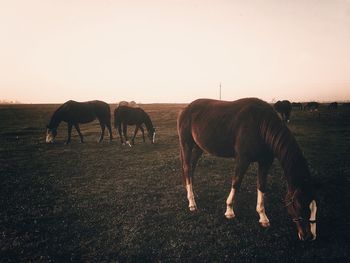 Horses grazing on field