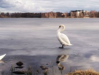 White swan in lake