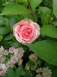 Close-up of pink rose