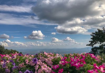 Pink flowering plants against cloudy sky