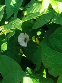 Close-up of green butterfly on plant