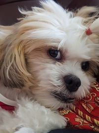 Close-up portrait of a dog