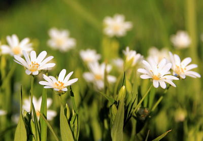 Close-up of white flowering plants on field