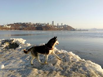 Husky on the snow covered beach