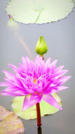 Close-up of pink flowers