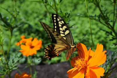 Butterfly on flower