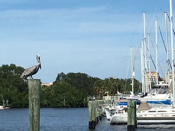 Seagull perching on wooden post in sea against sky